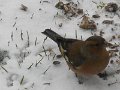 Blumen und Vögel im Winter(33)